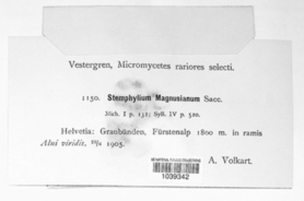 Stemphylium magnusianum image